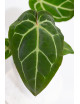 Anthurium magnificum DF x Michelle