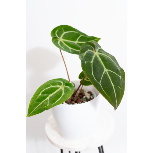 Anthurium magnificum DF x Michelle