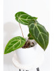Anthurium magnificum DF x Michelle