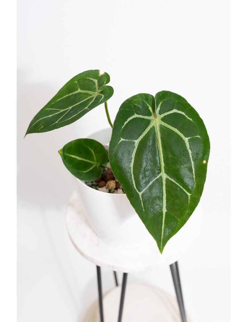 Anthurium magnificum DF x Michelle