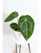 Anthurium magnificum DF x Michelle