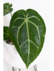 Anthurium magnificum DF x Michelle