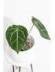 Anthurium magnificum DF x Michelle
