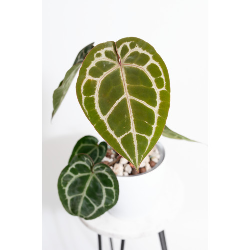 Anthurium crystallinum x...