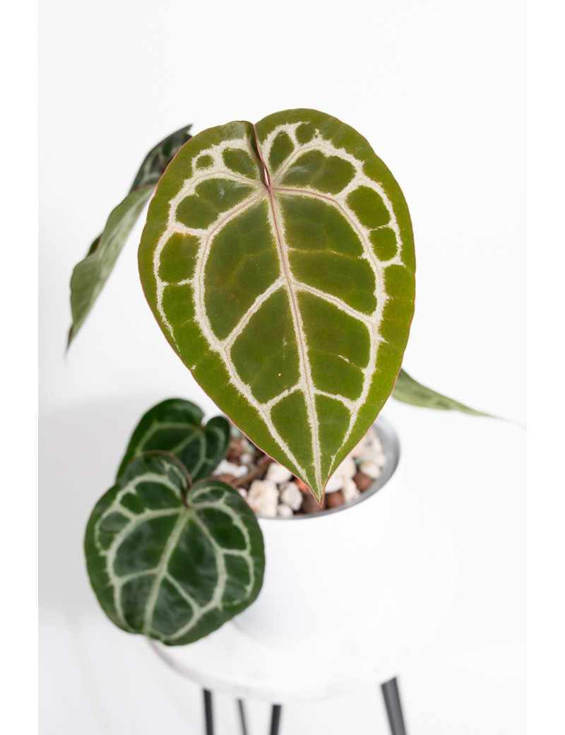 Anthurium crystallinum x Michelle
