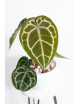 Anthurium crystallinum x Michelle