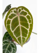 Anthurium crystallinum x Michelle