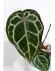 Anthurium crystallinum x Michelle