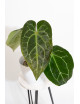 Anthurium crystal hybrid x (magnificum DF x forgetii)