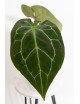 Anthurium crystal hybrid x (magnificum DF x forgetii)
