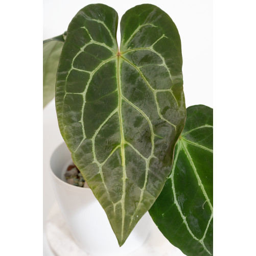 Anthurium crystal hybrid x...