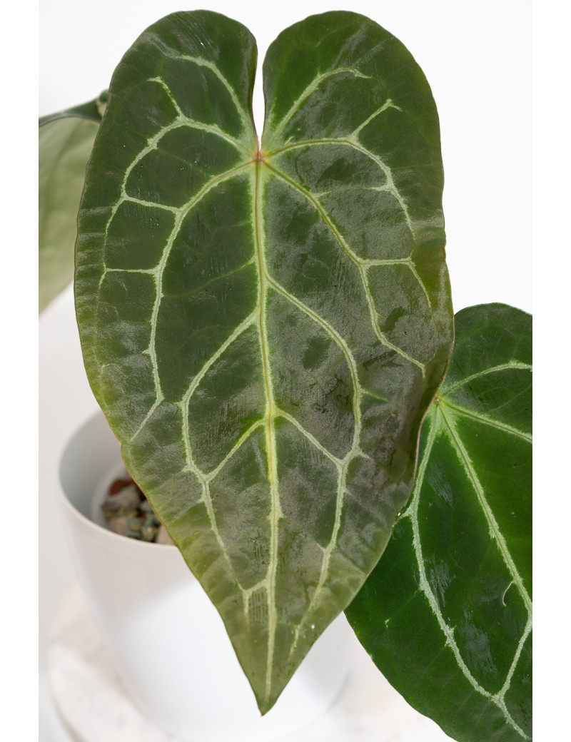 Anthurium crystal hybrid x (magnificum DF x forgetii)