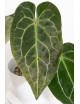 Anthurium crystal hybrid x (magnificum DF x forgetii)