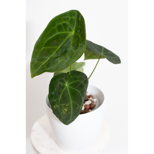 Anthurium forgetii