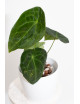 Anthurium forgetii