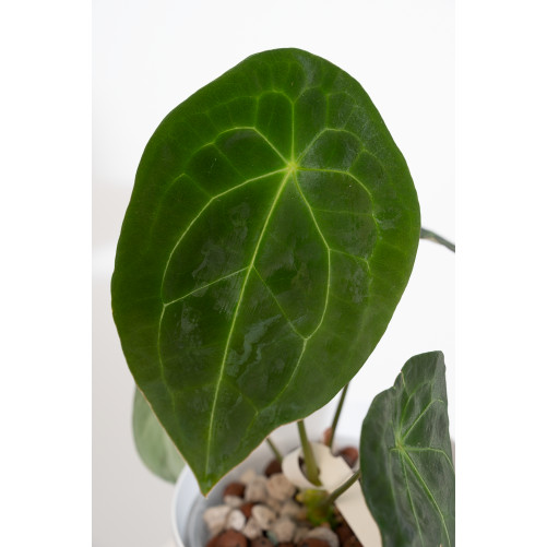 Anthurium forgetii