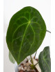 Anthurium forgetii