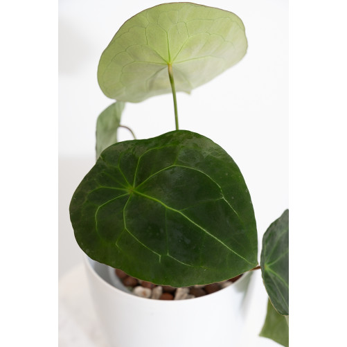 Anthurium forgetii