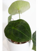 Anthurium forgetii