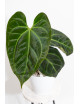 Anthurium (papillilaminum x magnificum) x KOSx x besseae aff