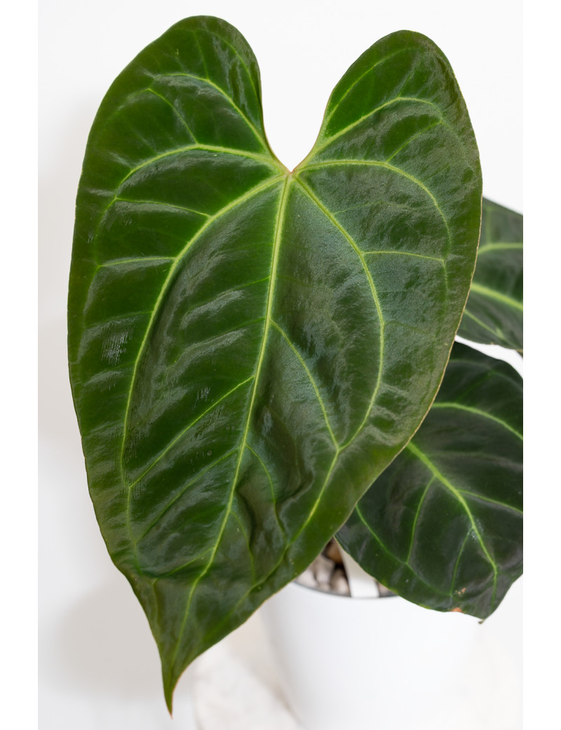 Anthurium (papillilaminum x magnificum) x KOSx x besseae aff