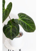 Anthurium (papillilaminum x magnificum) x KOSx x besseae aff