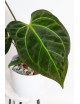 Anthurium (papillilaminum x magnificum) x KOSx x besseae aff