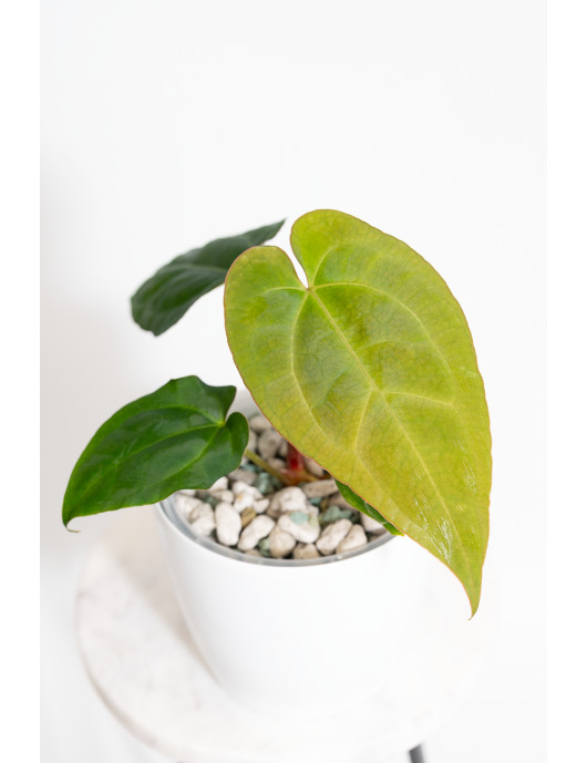Anthurium Amazon rabbit x...