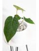 Anthurium Amazon rabbit x crystallinum