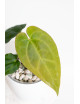 Anthurium Amazon rabbit x crystallinum