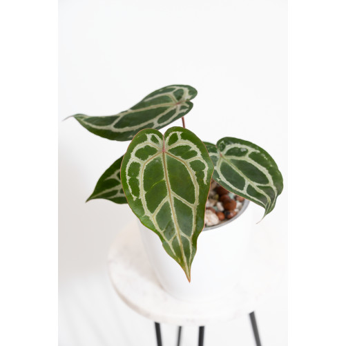 Anthurium (Zara x (Michelle...