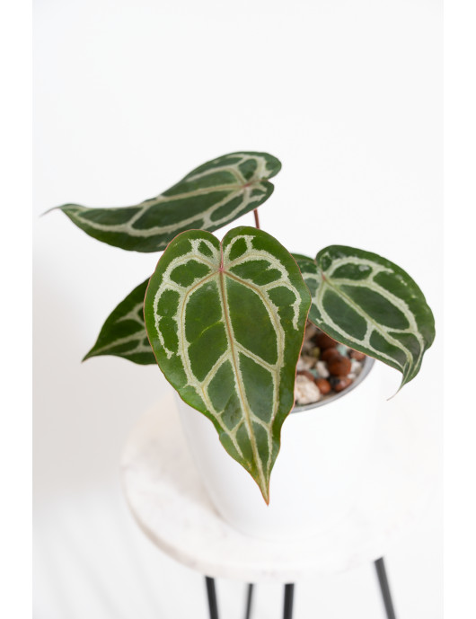 Anthurium (Zara x (Michelle x Zara)) x Michelle