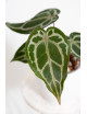 Anthurium (Zara x (Michelle x Zara)) x Michelle