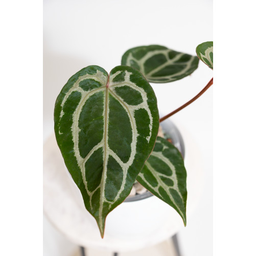 Anthurium (Zara x (Michelle x Zara)) x Michelle