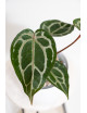 Anthurium (Zara x (Michelle x Zara)) x Michelle