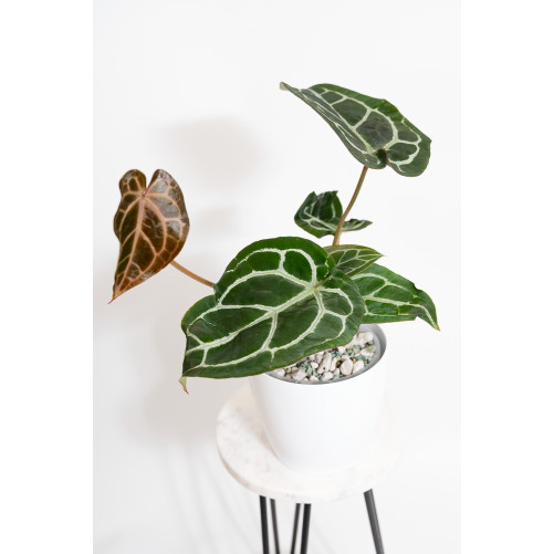 Anthurium Michelle x...