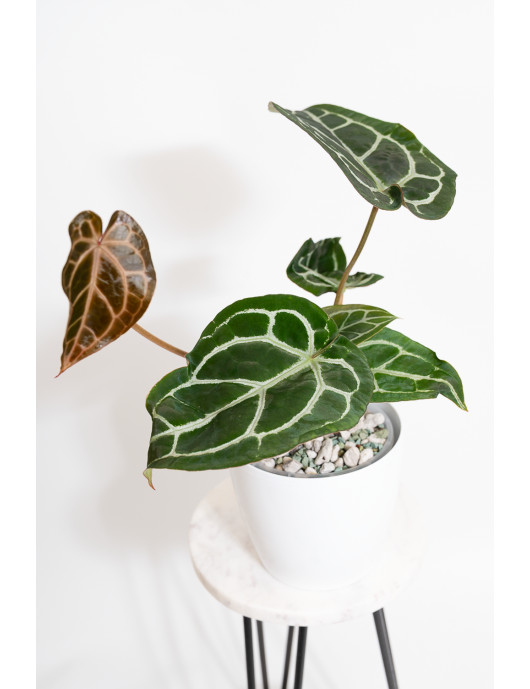 Anthurium Michelle x crystallinum