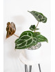 Anthurium Michelle x crystallinum