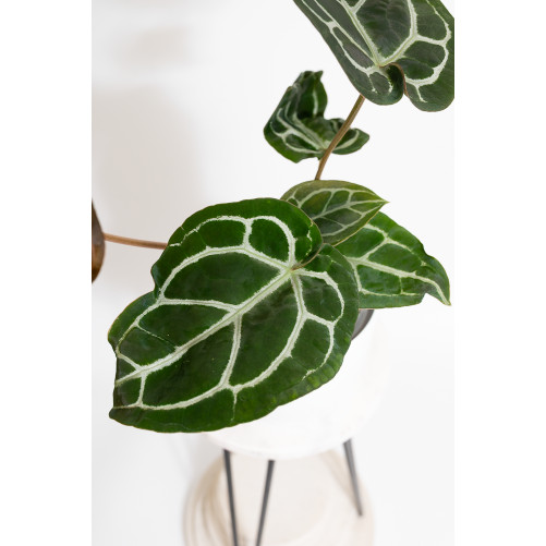 Anthurium Michelle x crystallinum