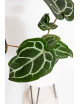 Anthurium Michelle x crystallinum
