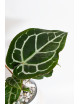 Anthurium Michelle x crystallinum