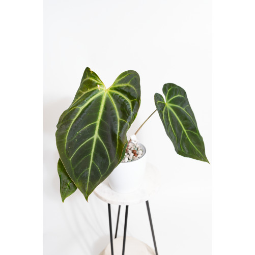 Anthurium magnificum x...