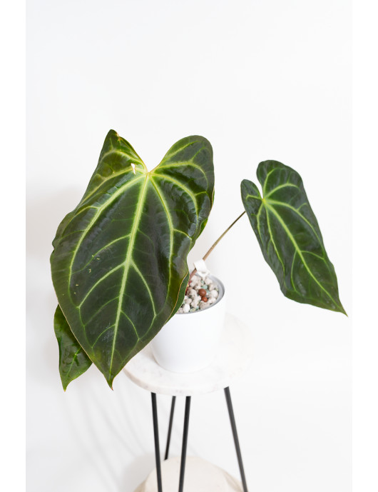 Anthurium magnificum x besseae aff