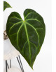 Anthurium magnificum x besseae aff