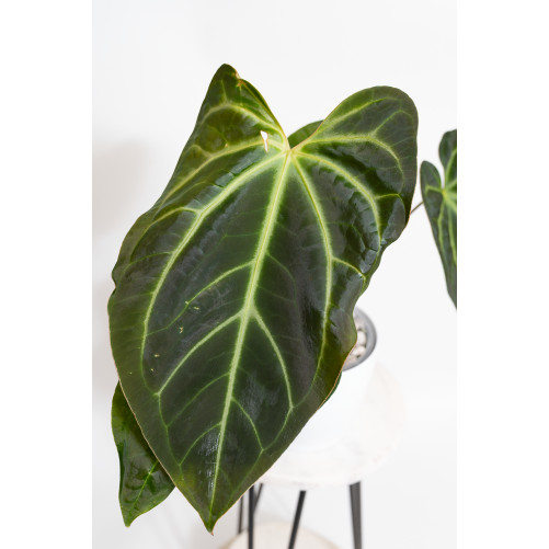 Anthurium magnificum x besseae aff