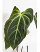 Anthurium magnificum x besseae aff