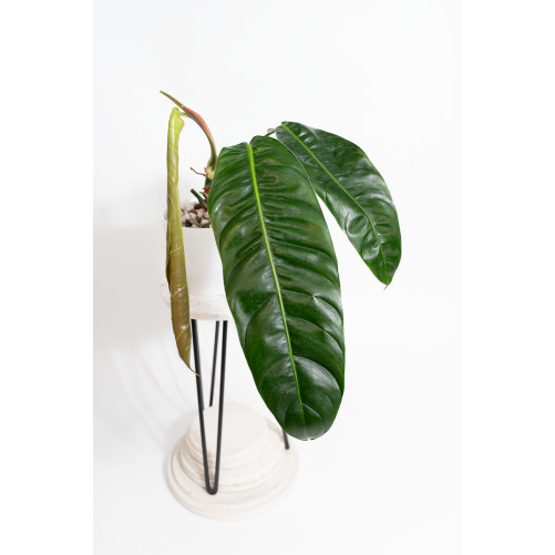 Philodendron patriciae