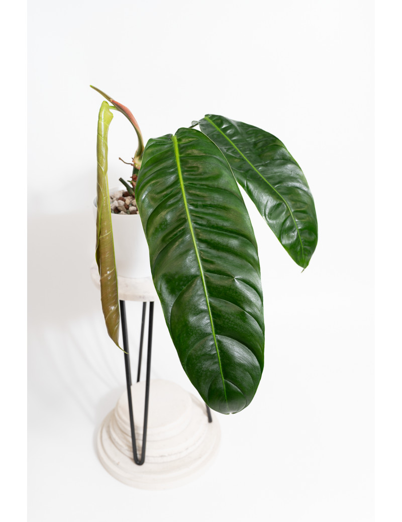 Philodendron patriciae