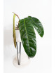 Philodendron patriciae