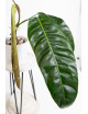 Philodendron patriciae